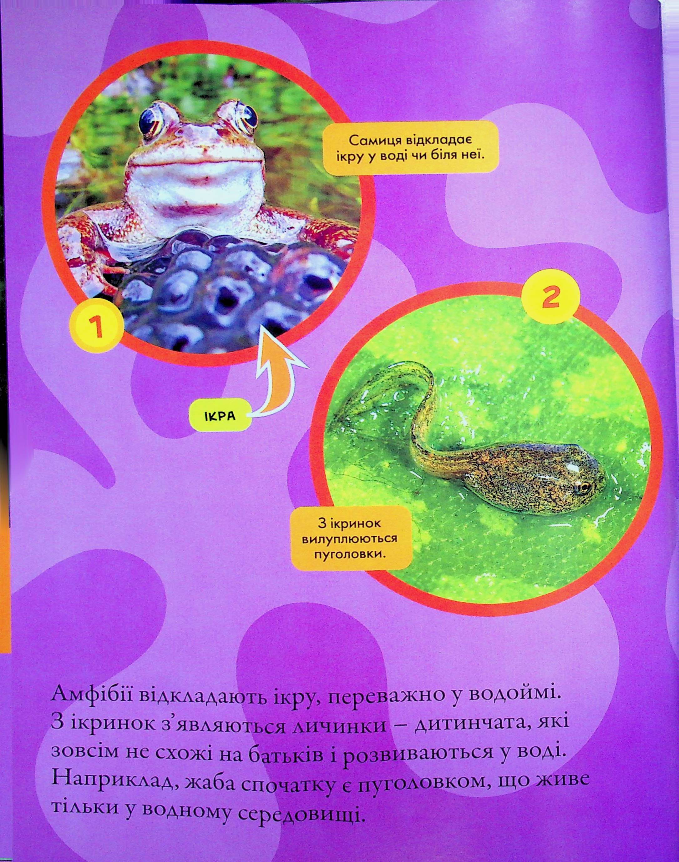 Книга "National Geographic. Моя первая энциклопедия. Рептилии и амфибии" (у) (0799) 12
