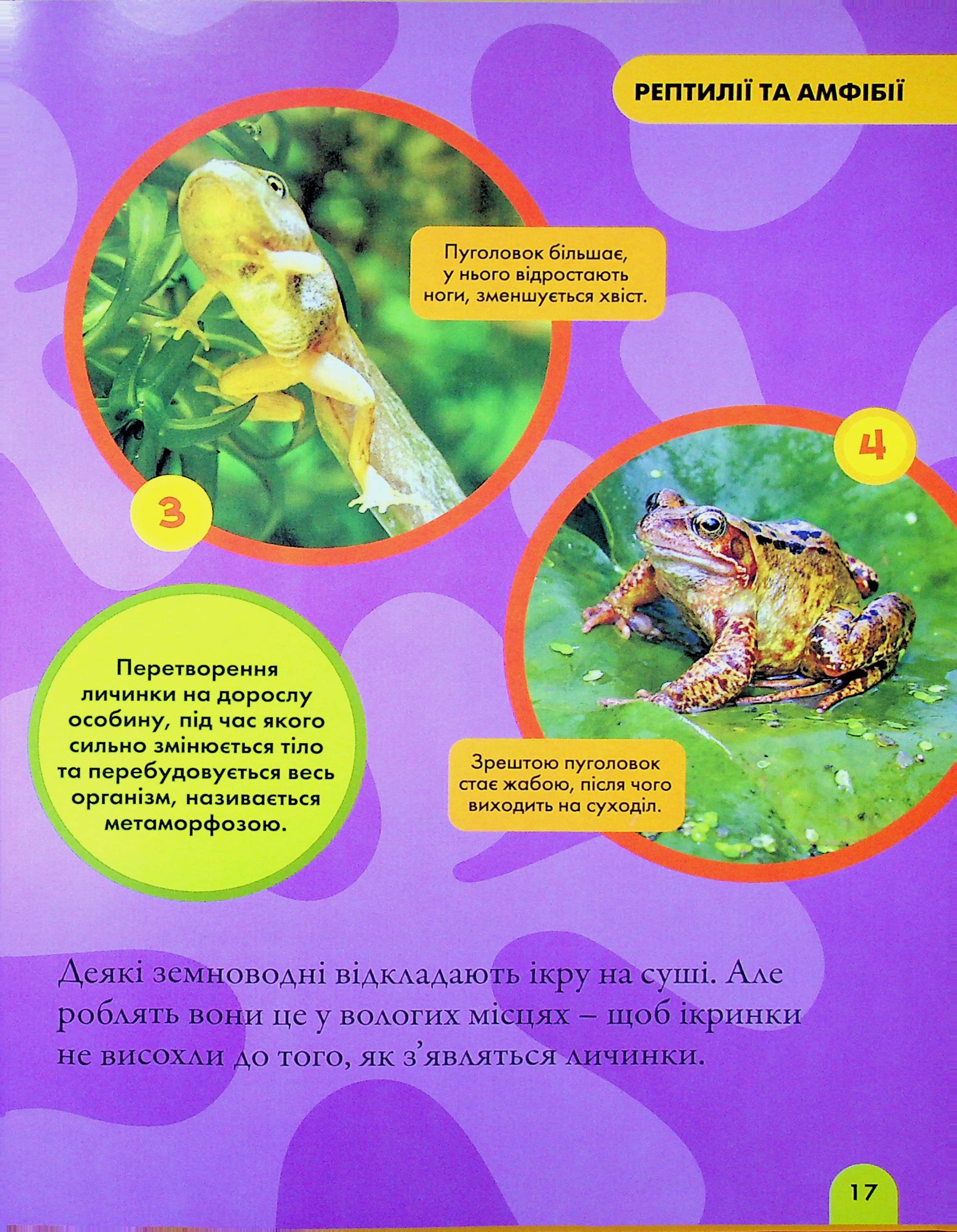 Книга "National Geographic. Моя первая энциклопедия. Рептилии и амфибии" (у) (0799) 13