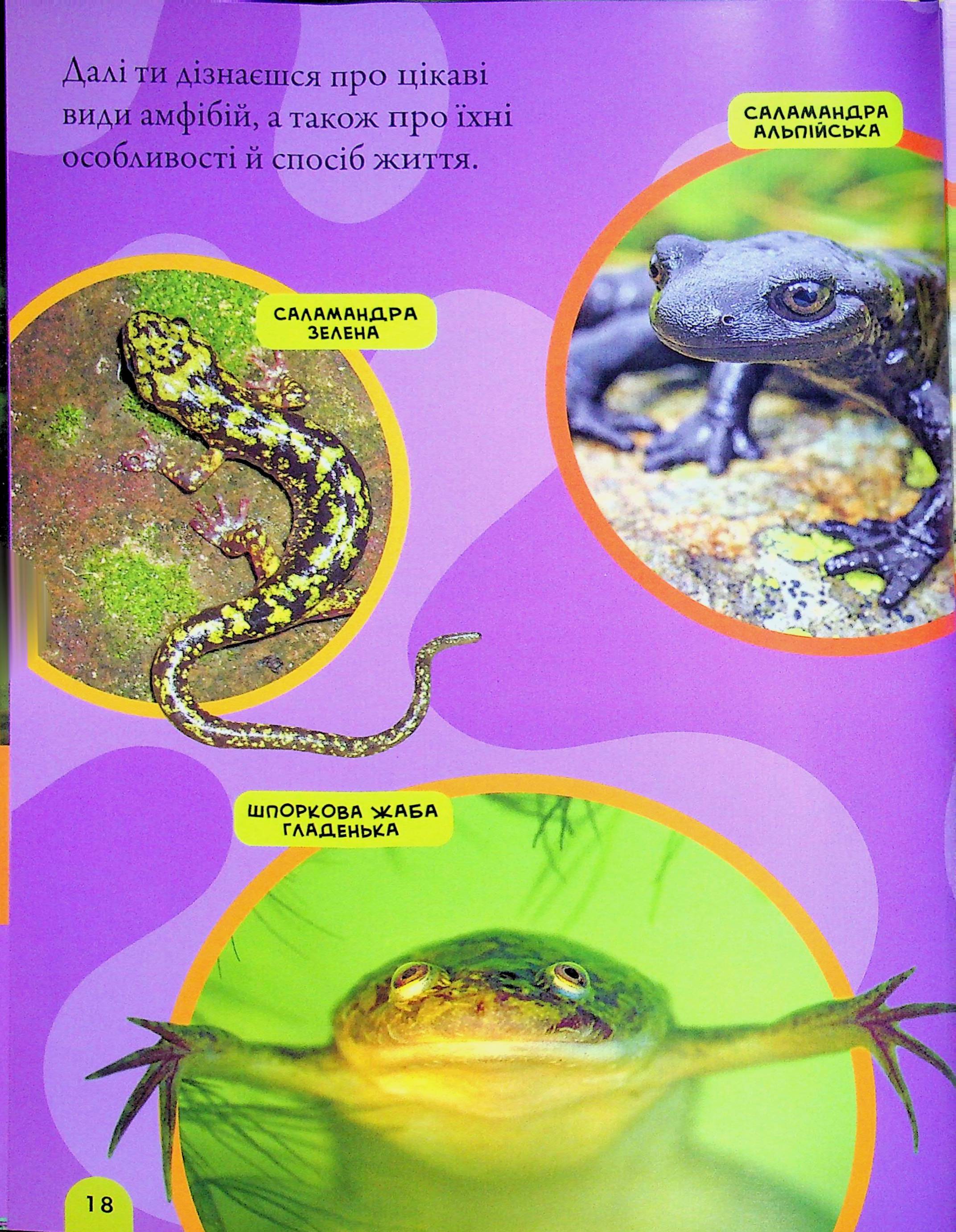 Книга "National Geographic. Моя первая энциклопедия. Рептилии и амфибии" (у) (0799) 14