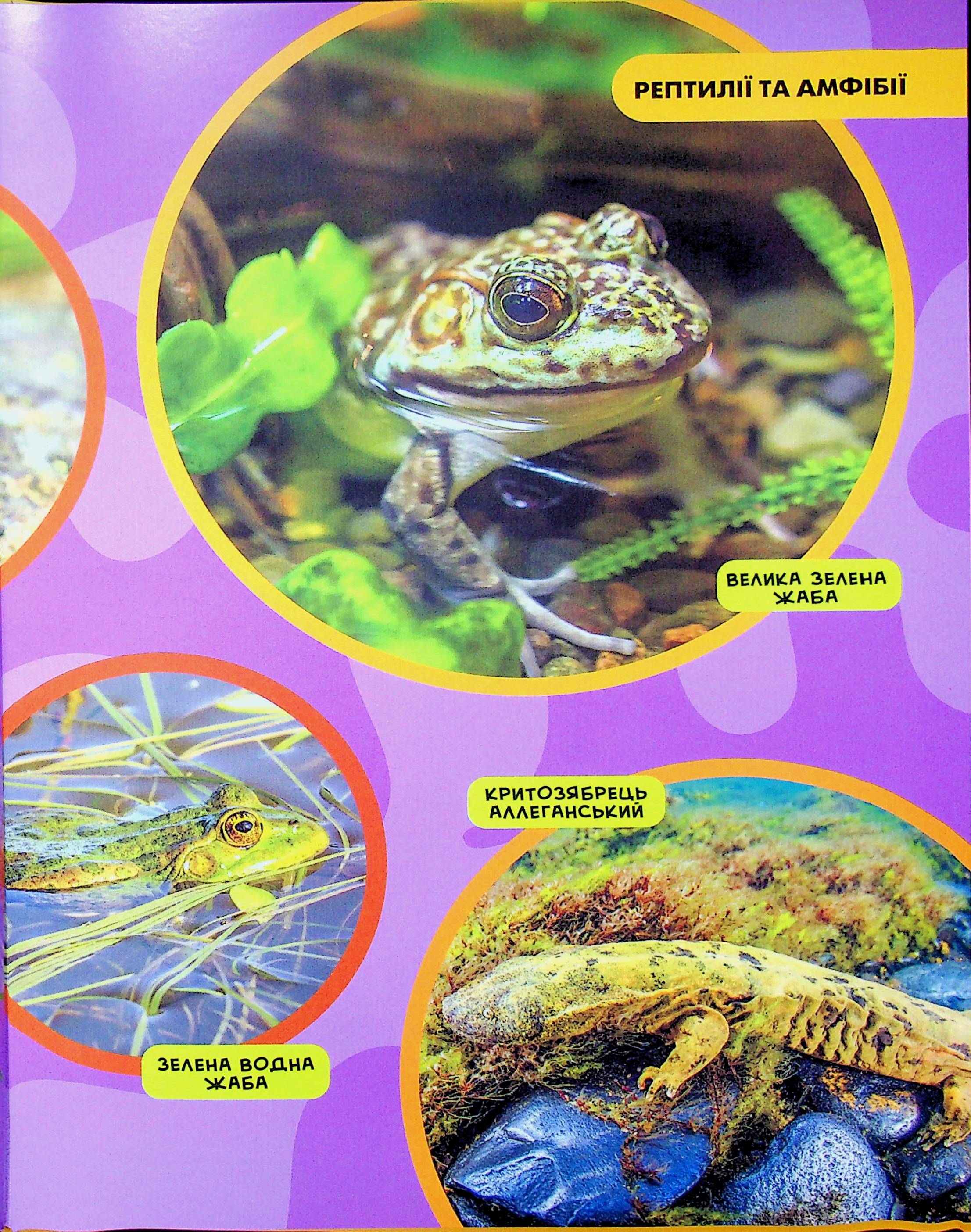 Книга "National Geographic. Моя первая энциклопедия. Рептилии и амфибии" (у) (0799) 15