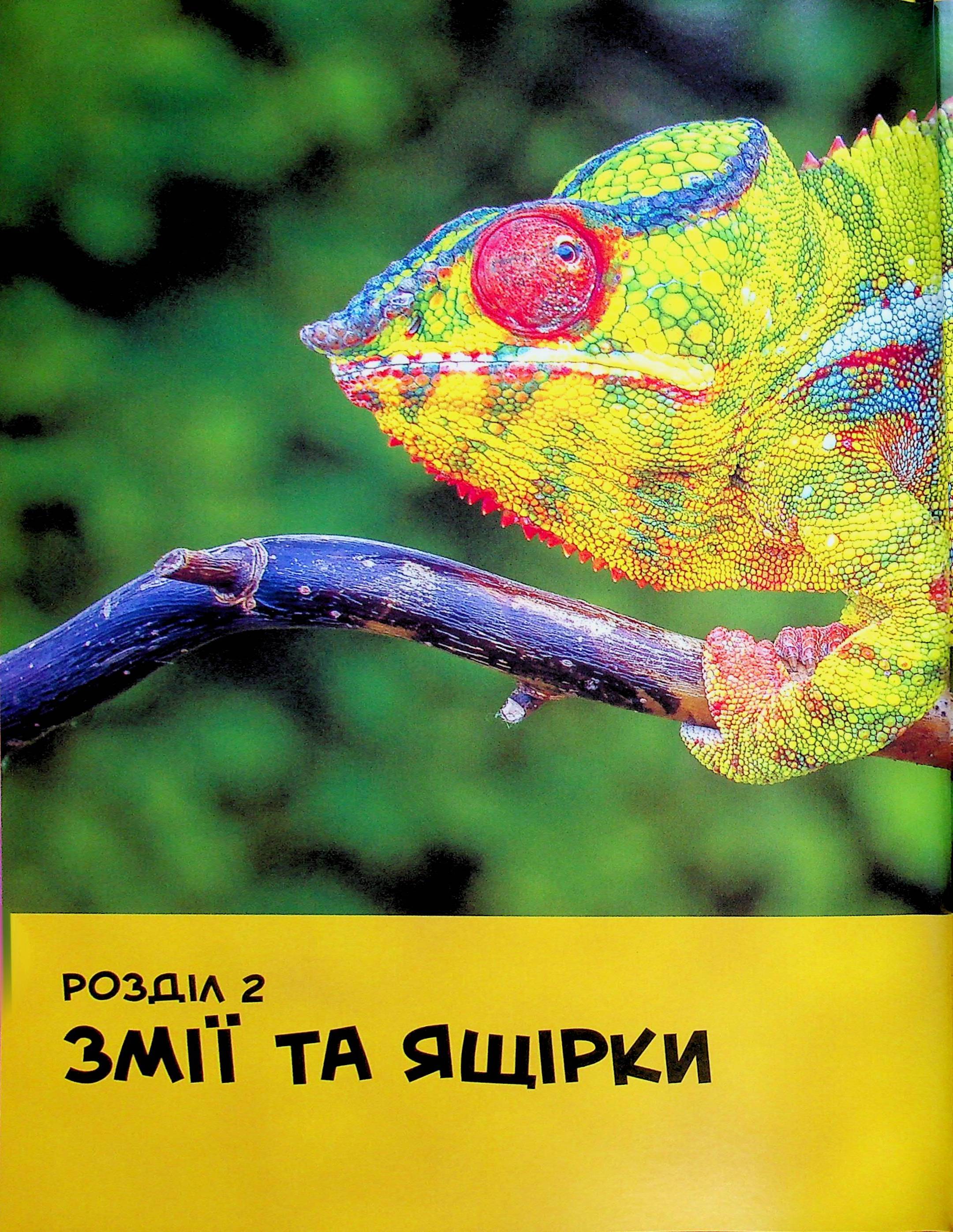 Книга "National Geographic. Моя первая энциклопедия. Рептилии и амфибии" (у) (0799) 16