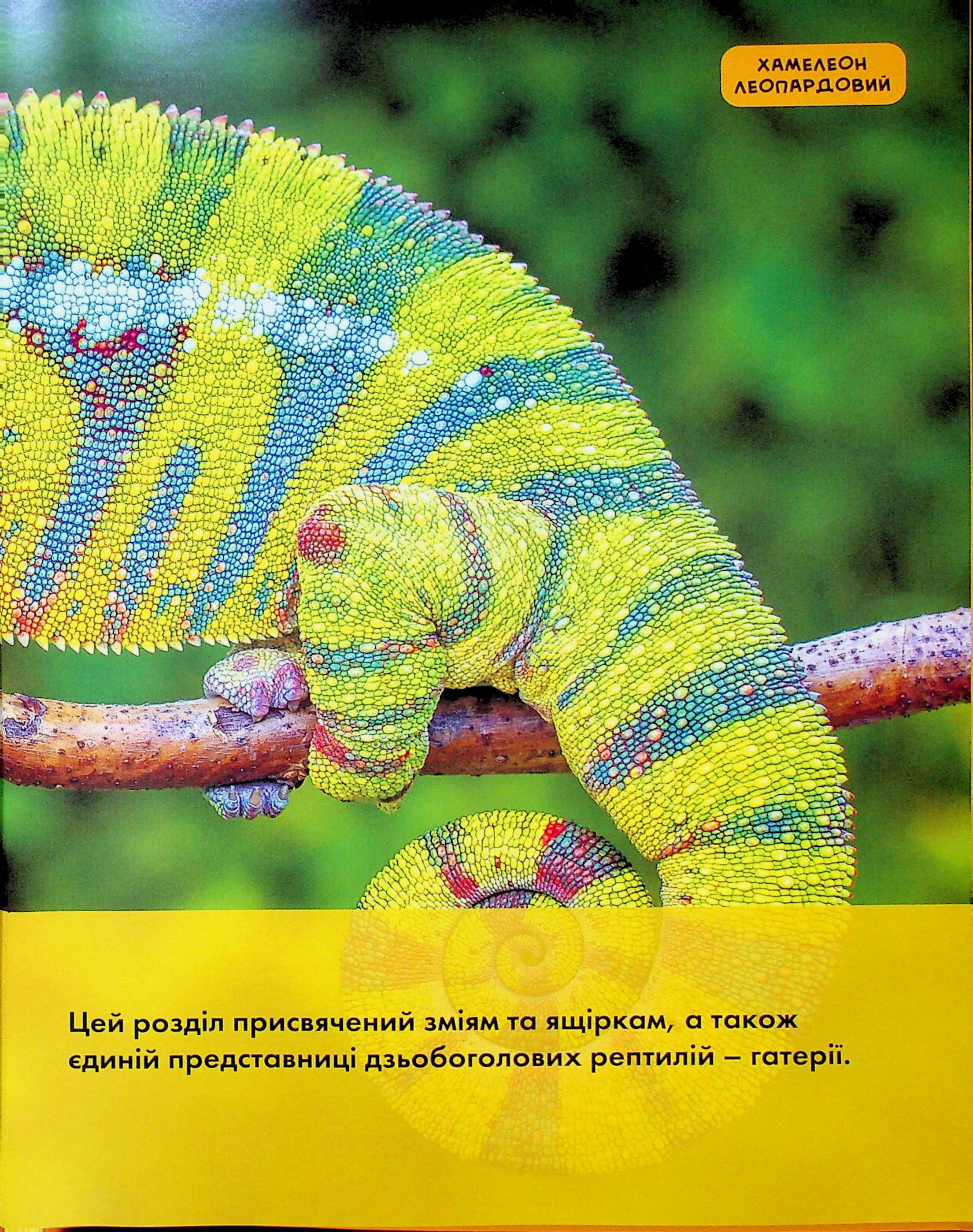 Книга "National Geographic. Моя первая энциклопедия. Рептилии и амфибии" (у) (0799) 17