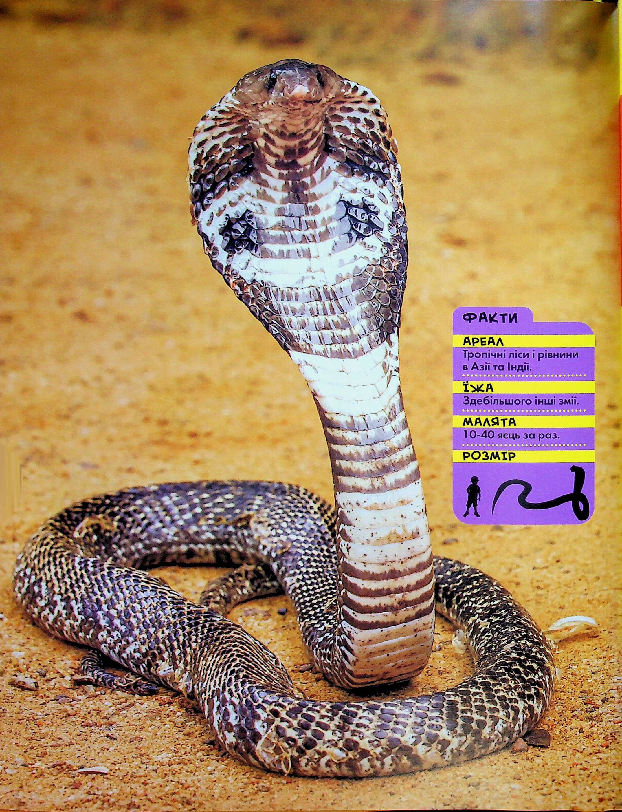 Книга "National Geographic. Моя первая энциклопедия. Рептилии и амфибии" (у) (0799) 18