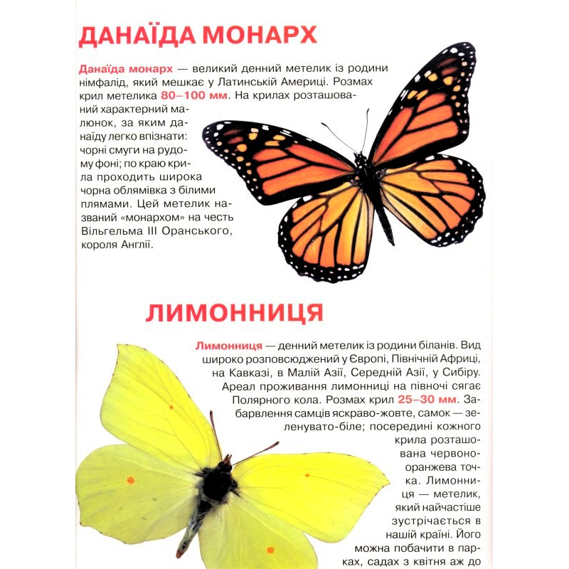 Книга "Велика книга. Метелики" (у) (4549) 1