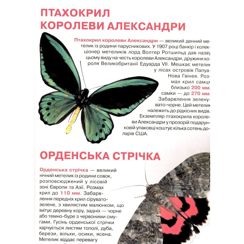 Книга "Велика книга. Метелики" (у) (4549) 2
