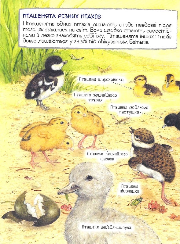 Книга "Ренне. Хто вилупився з яйця? Дивовижний світ тварин" (у), 121099 (0584) 11
