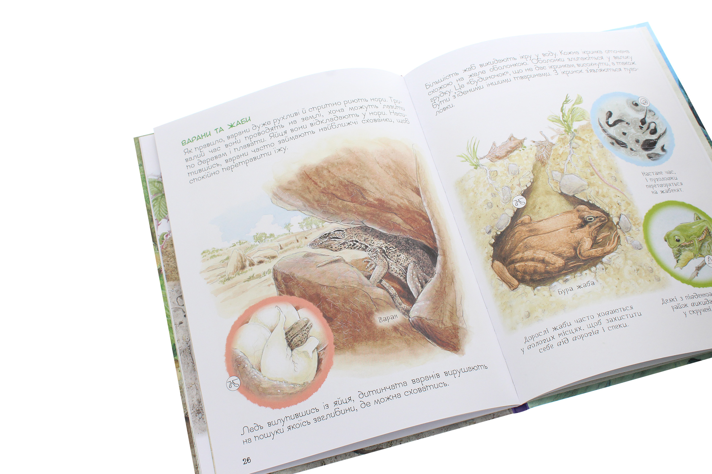 Книга "Ренне. Хто де живе? Дивовижний світ тварин" (у), 121097 (0560) 5