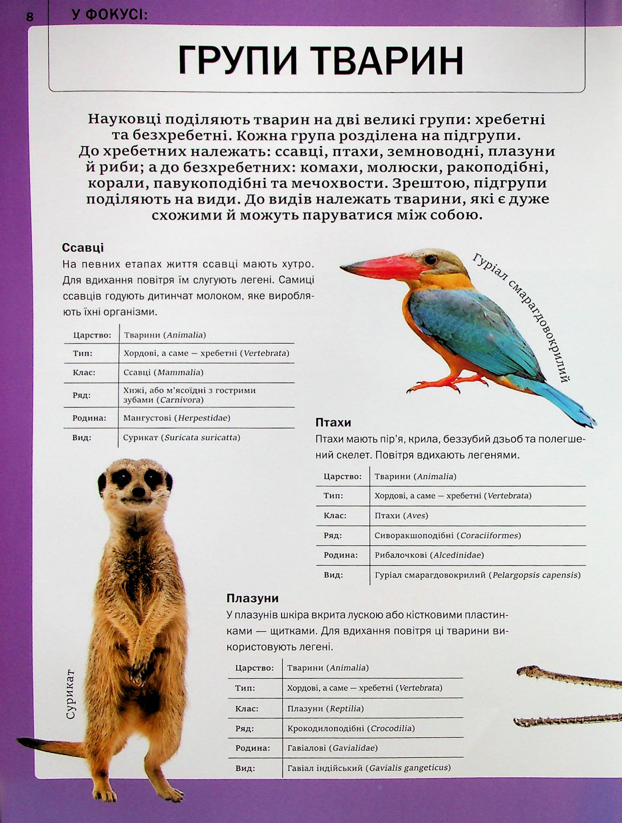 Енциклопедія "Мартін К. Велика книга тварин" (у) (4794) 11