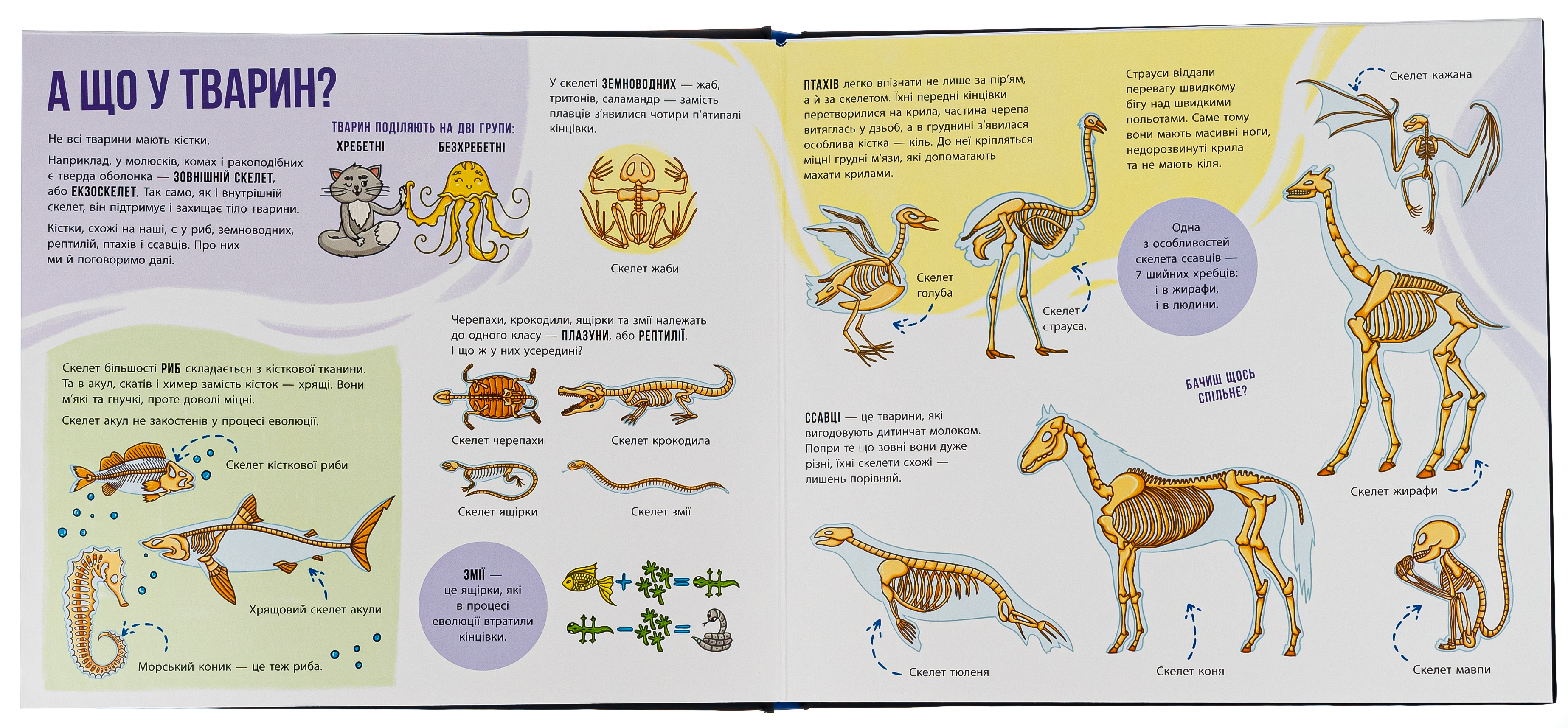 Книга "Энциклопедия с окошками: Скелеты и кости" (у) (4938) 4