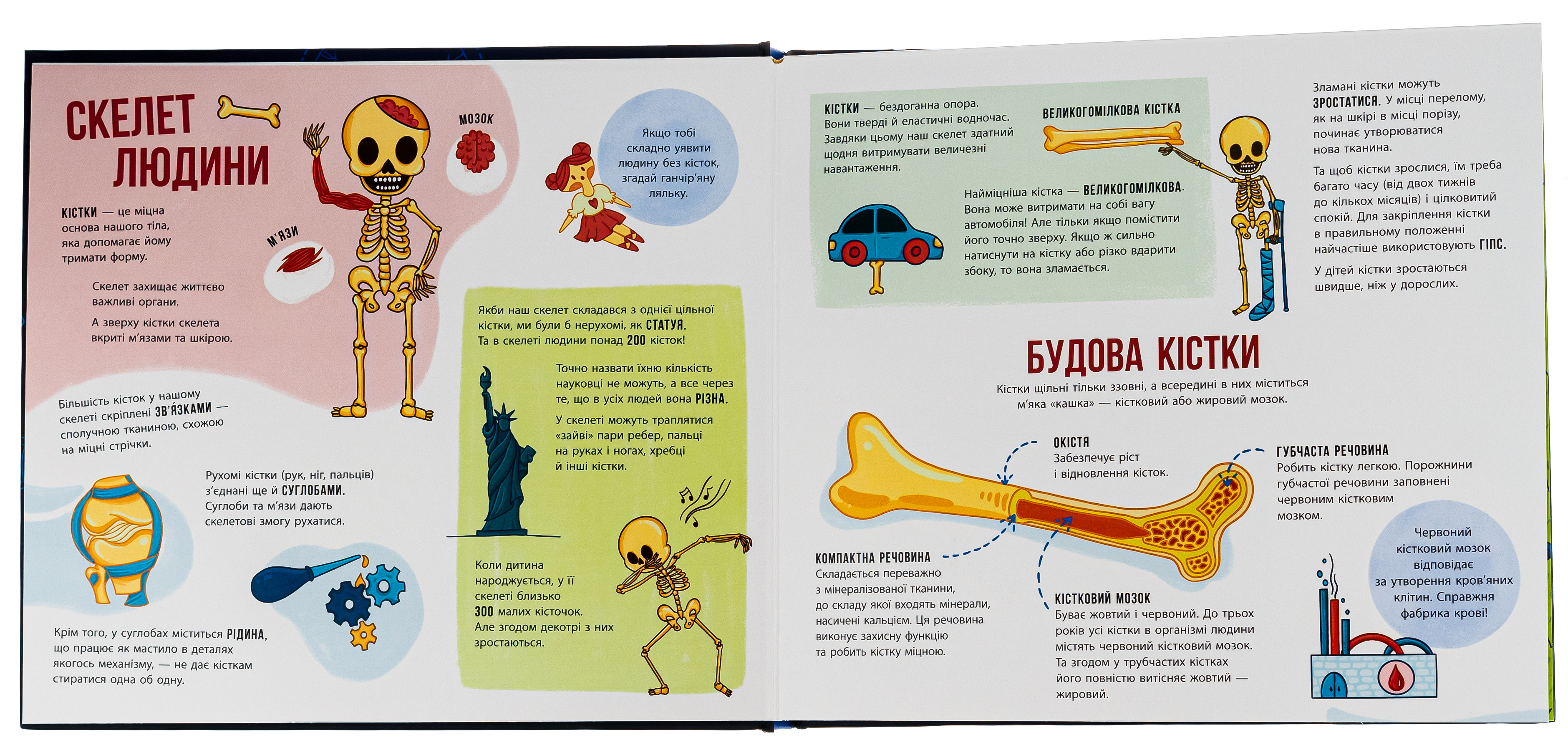 Книга "Энциклопедия с окошками: Скелеты и кости" (у) (4938) 5