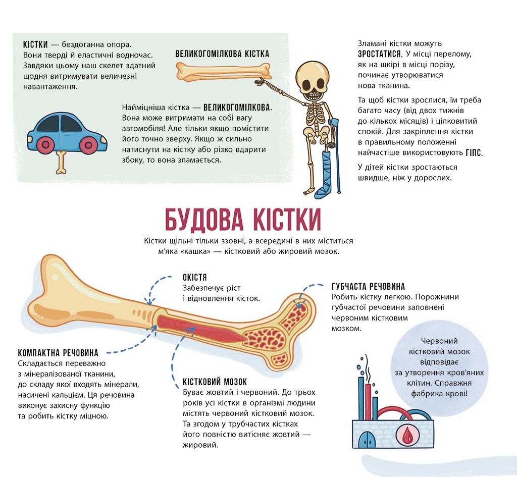 Книга "Энциклопедия с окошками: Скелеты и кости" (у) (4938) 6