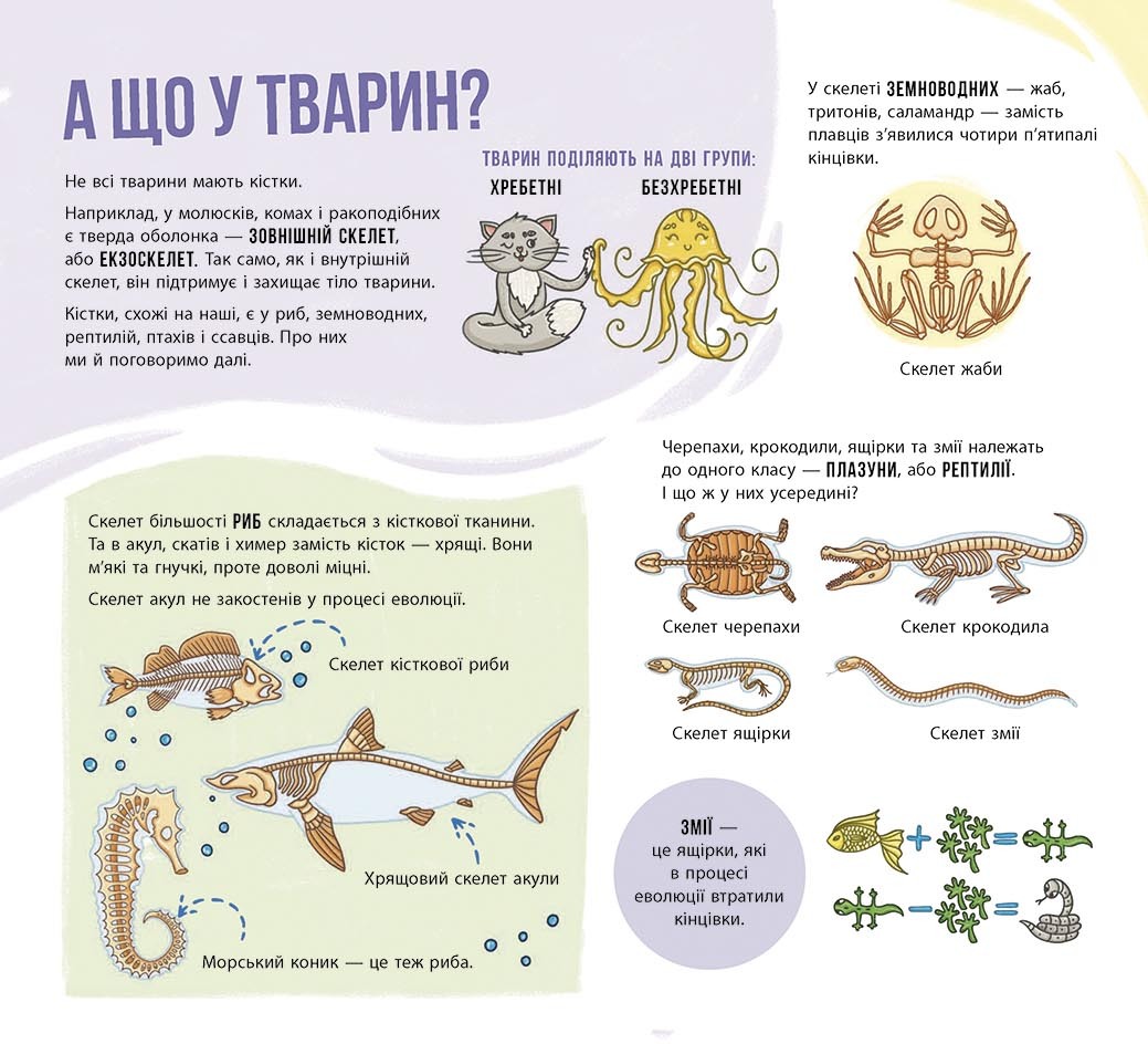 Книга "Энциклопедия с окошками: Скелеты и кости" (у) (4938) 7