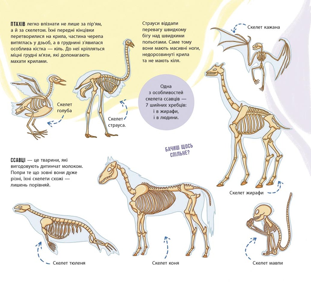 Книга "Энциклопедия с окошками: Скелеты и кости" (у) (4938) 9