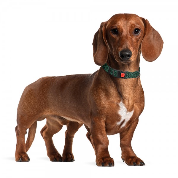 Ошейник для собак TM Barksi Urban Патриотический (обв.шеи 35-45см,шир.2,5см),вышиванка зеленая 1