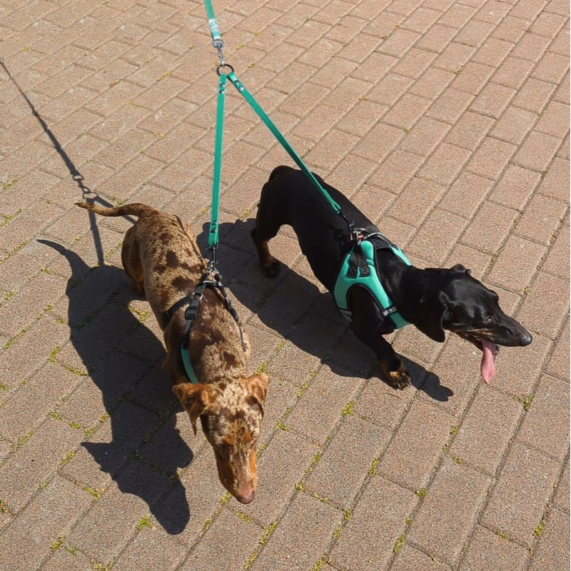 Поводок-спарка для Собак Рефлекторный Barksi Active (ширина 16мм, длина 60см) синий 3