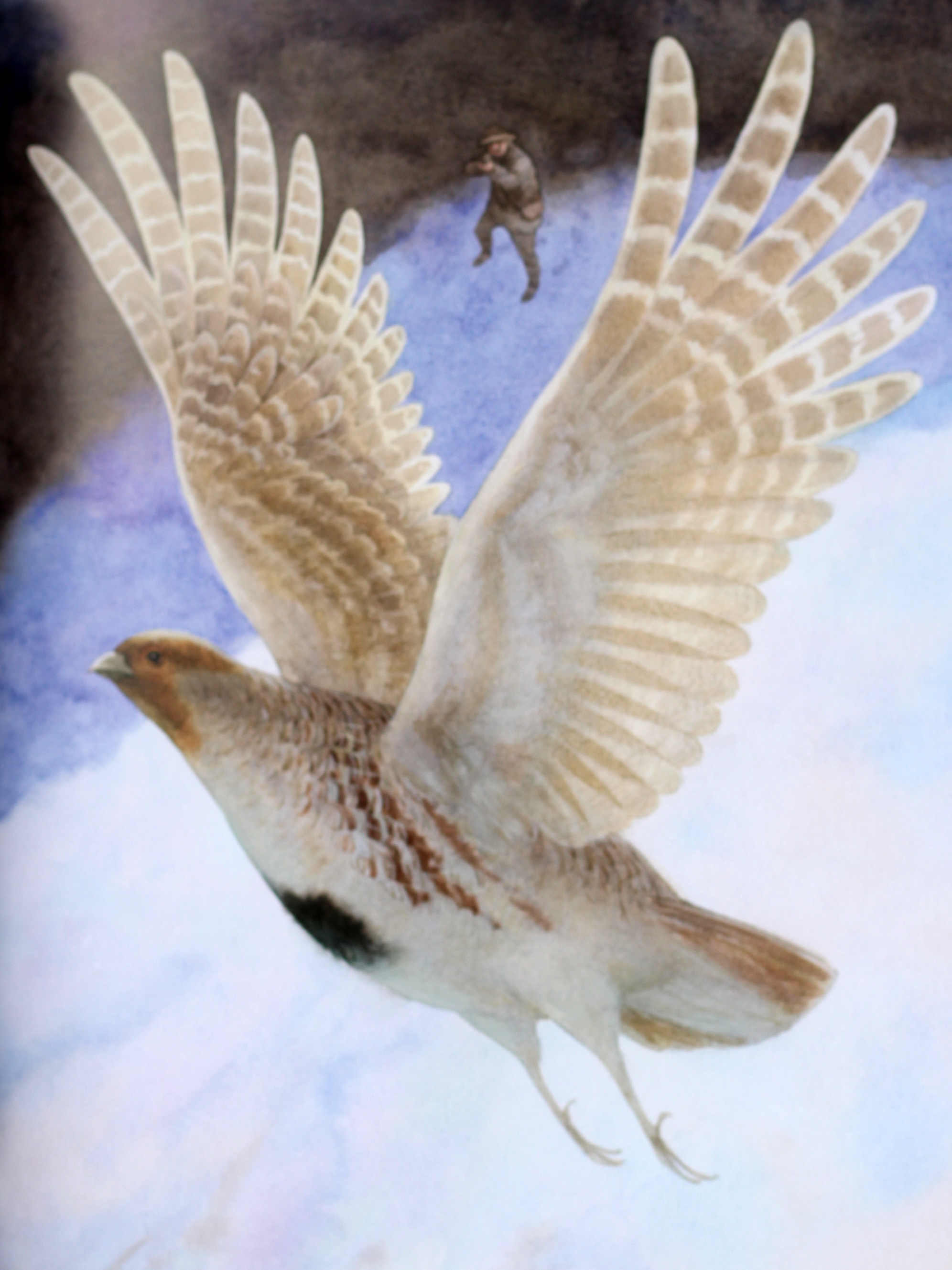 Книга "Сетон-Томпсон Е. Червона Шийка" (у) 8