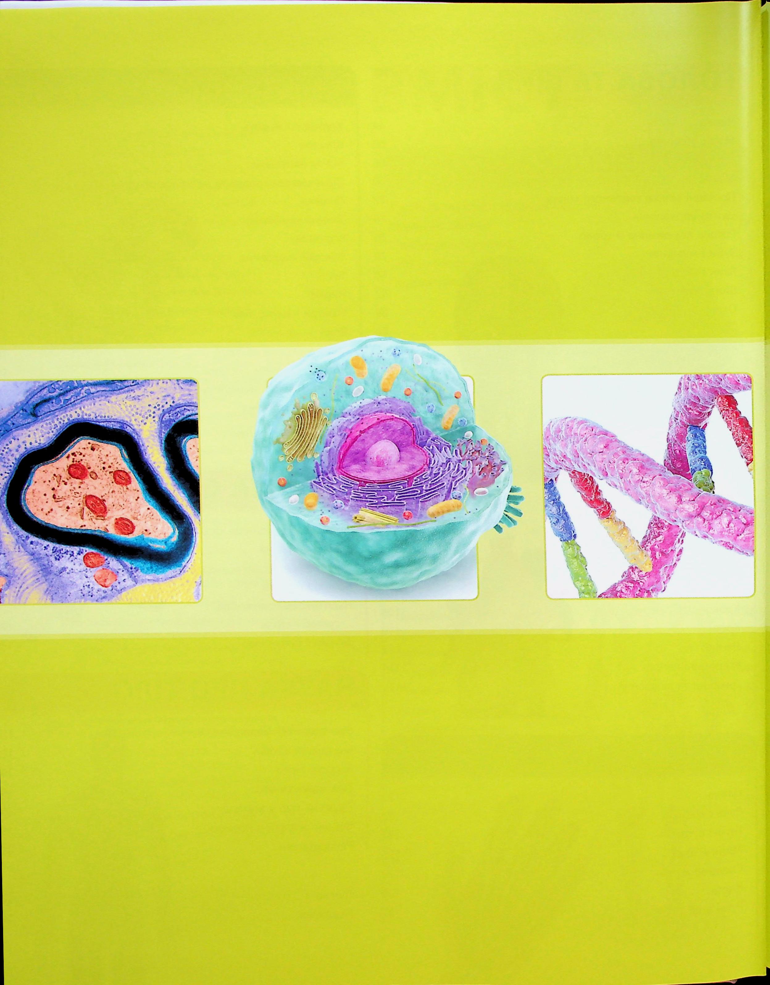 Книга "Энциклопедии DK: Энциклопедия знаний. Тело человека" (у) (3956) 4