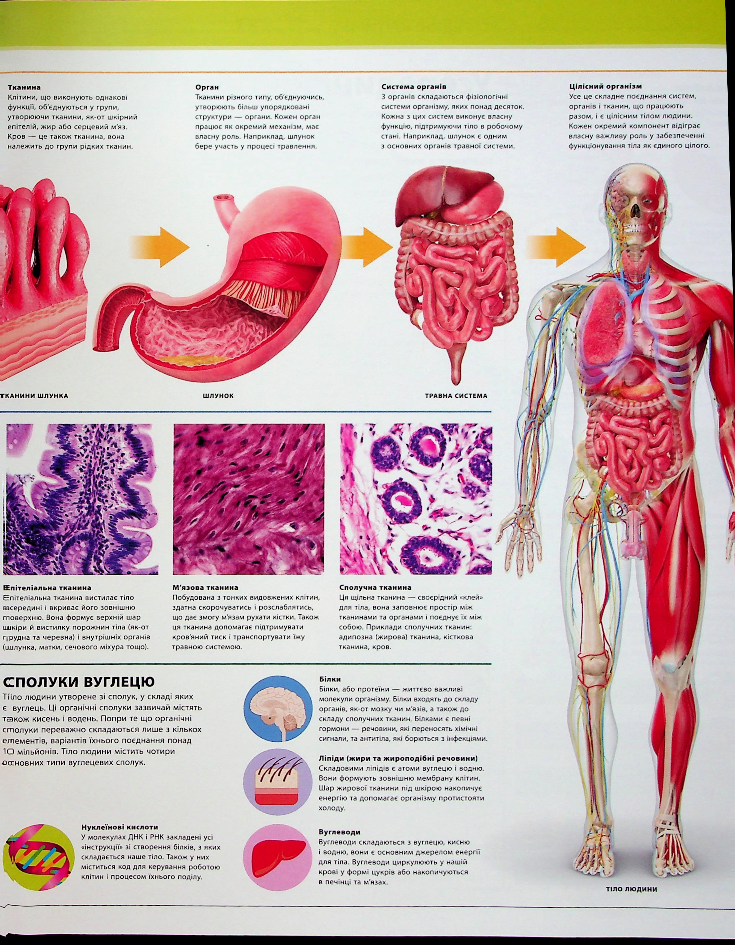 Книга "Энциклопедии DK: Энциклопедия знаний. Тело человека" (у) (3956) 7