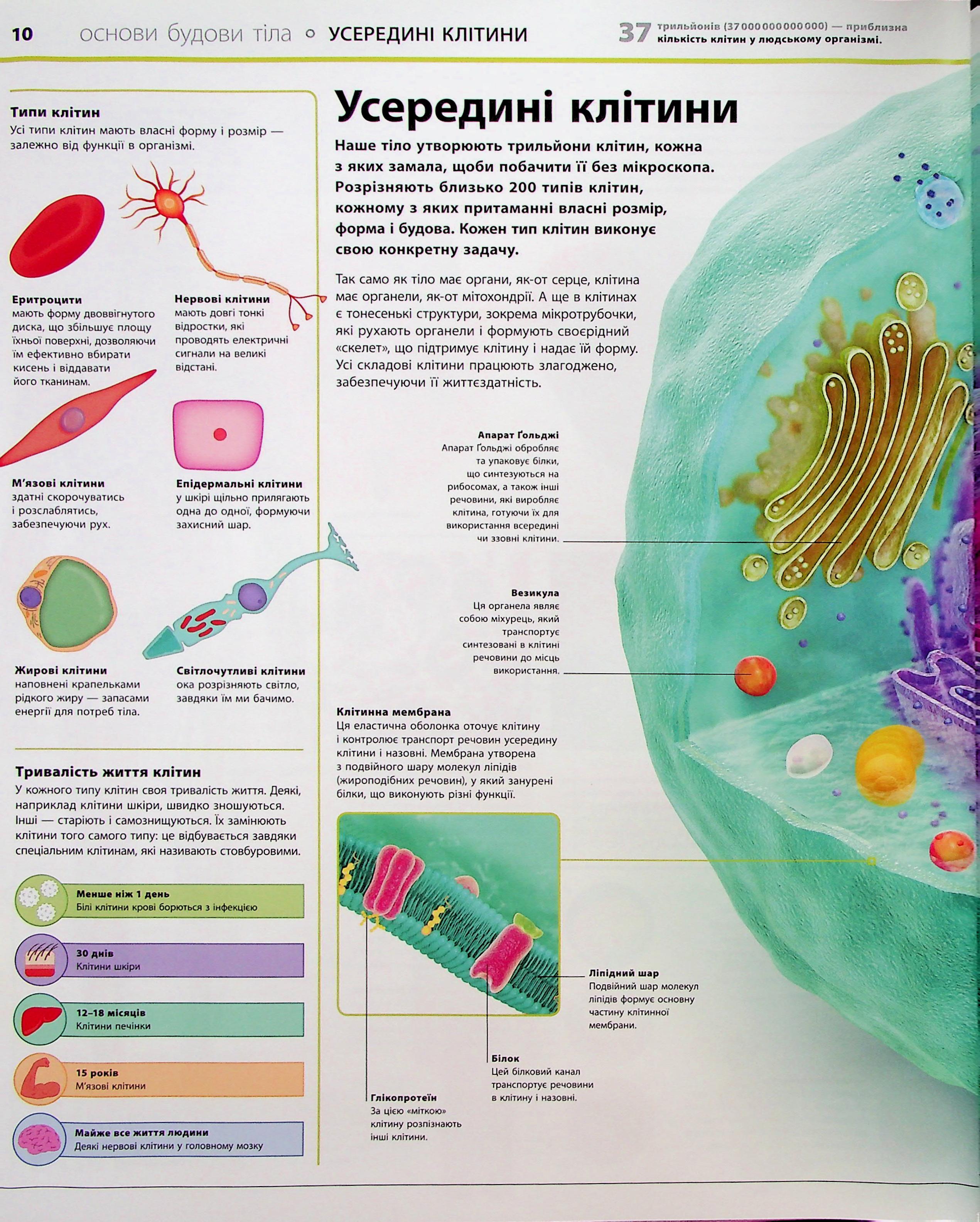 Книга "Энциклопедии DK: Энциклопедия знаний. Тело человека" (у) (3956) 8