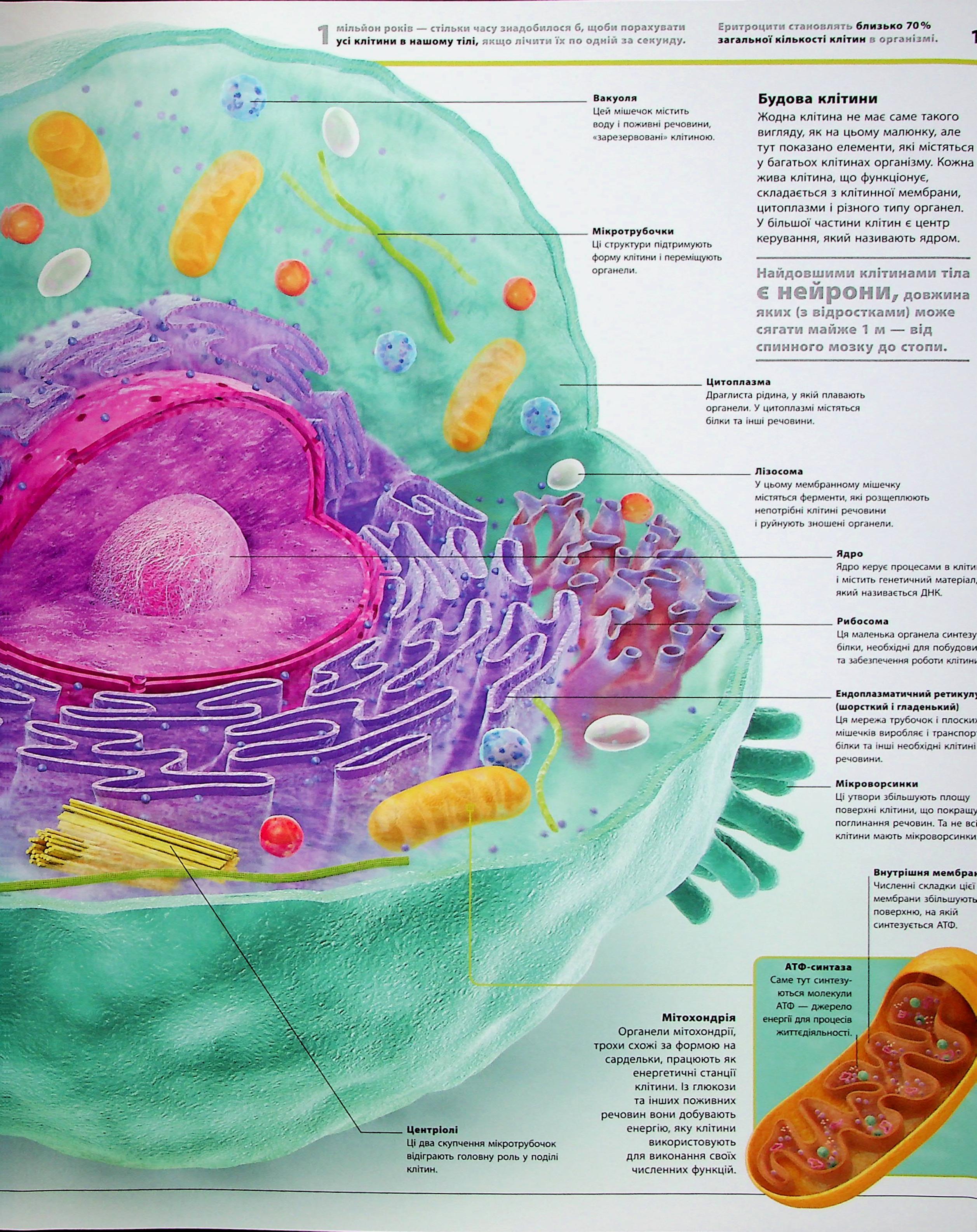 Книга "Энциклопедии DK: Энциклопедия знаний. Тело человека" (у) (3956) 9