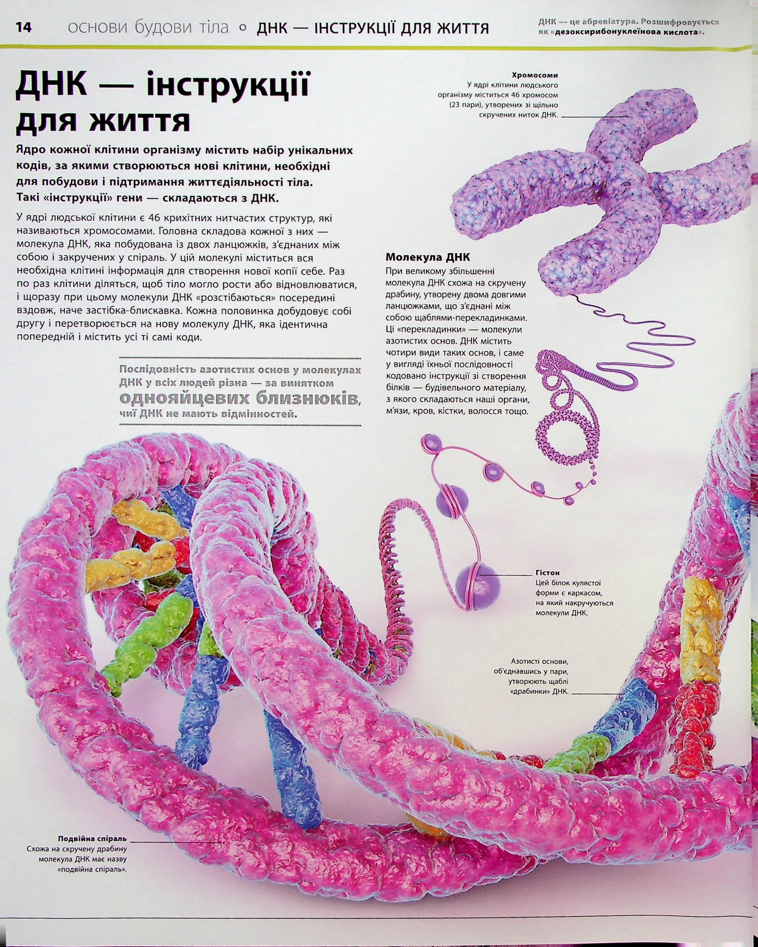 Книга "Энциклопедии DK: Энциклопедия знаний. Тело человека" (у) (3956) 10