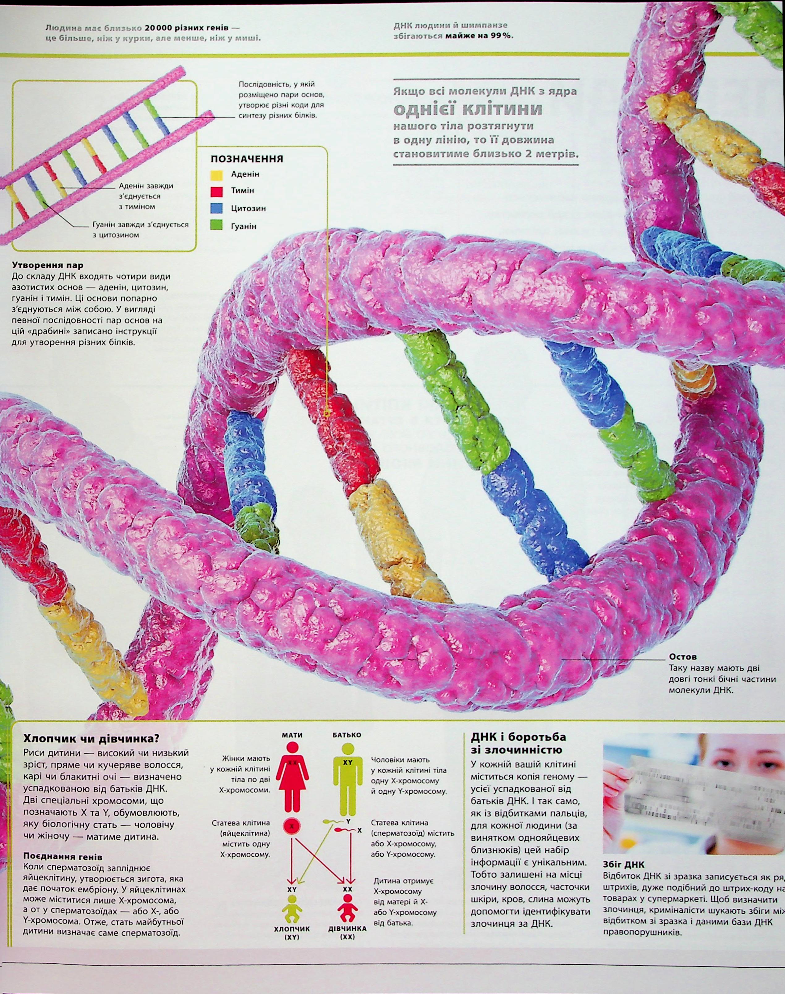 Книга "Энциклопедии DK: Энциклопедия знаний. Тело человека" (у) (3956) 11