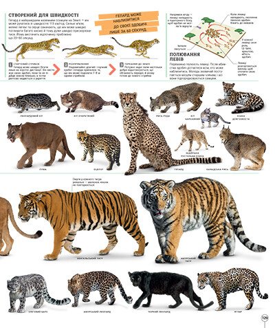 Книга "Энциклопедии DK: Дивипедия" (у) (2376) 2