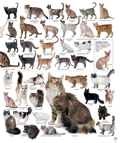 Книга "Энциклопедии DK: Дивипедия" (у) (2376) 4