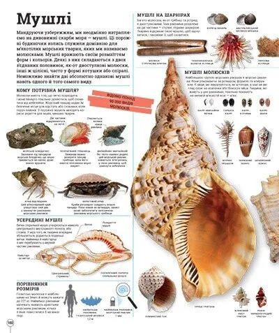 Книга "Энциклопедии DK: Дивипедия" (у) (2376) 11