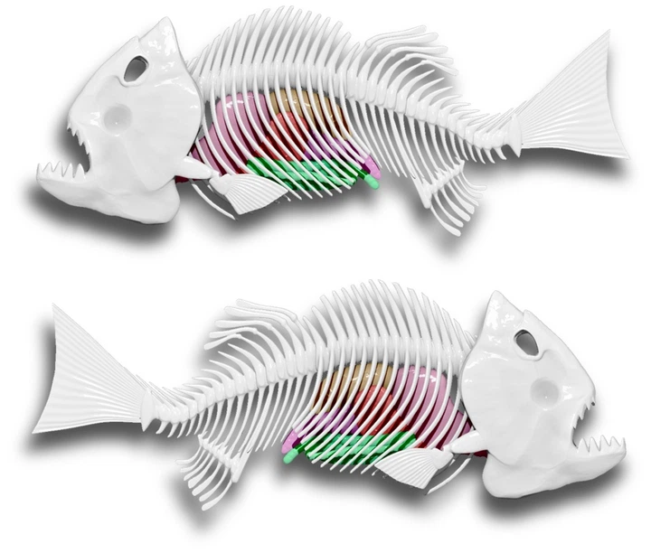 Розвиваючий набір Slimy Lab "Анатомія тварин - Піранья", 38072 1