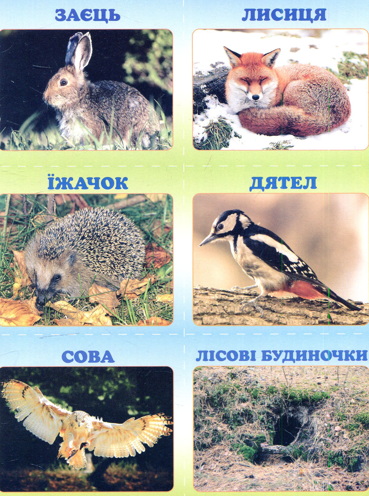 Книга "Гресь А. Лісовий Квест, або Як провести вихідний у лісі" (у) (4251) 8