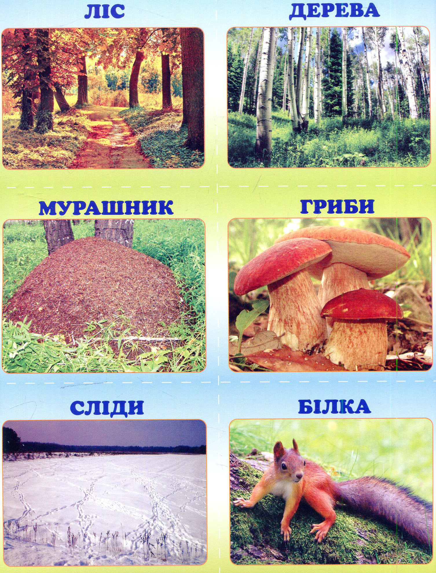Книга "Гресь А. Лісовий Квест, або Як провести вихідний у лісі" (у) (4251) 10