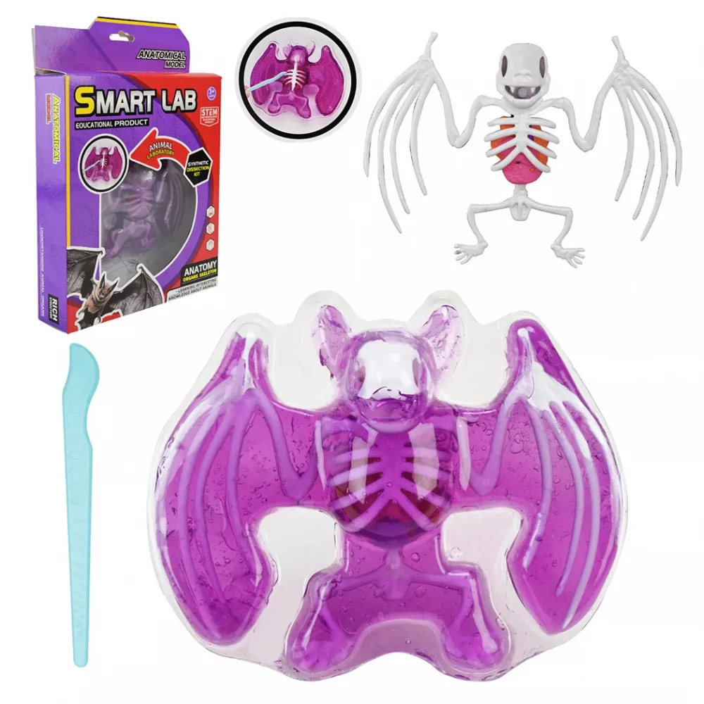 Лаборатонний набір "Кажан" скелет, внутрішні органи, 804B