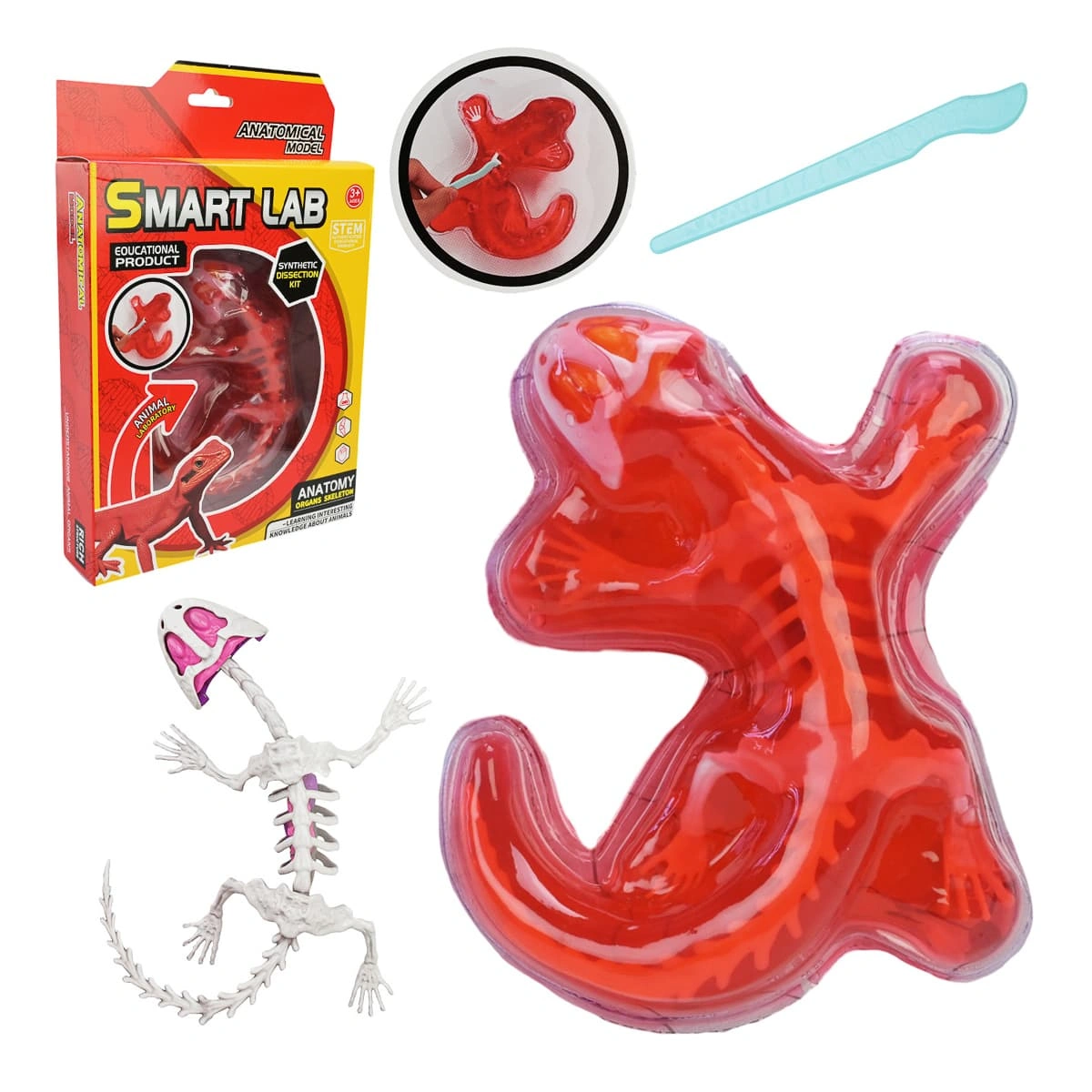 Лаборатонний набір "Ящірка" скелет, внутрішні органи, 803B