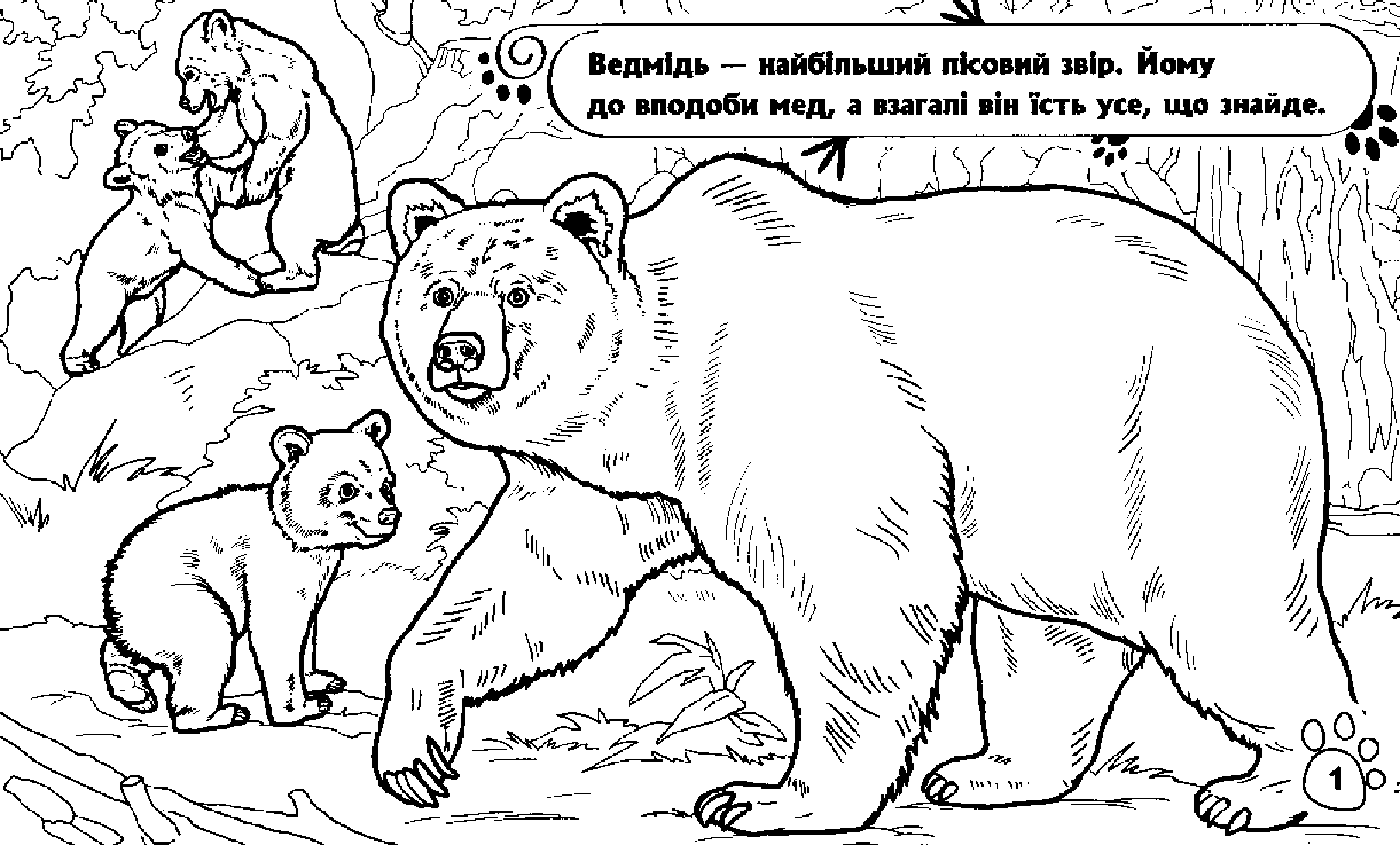 Розмальовка Тварини: У лісі (у), 245570 2