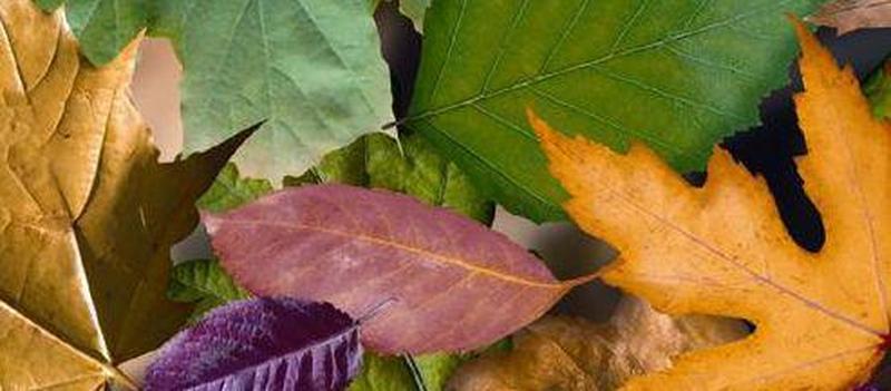 Картон диз.кольоровий 300г 49,5*68 см Листя UR 12722223