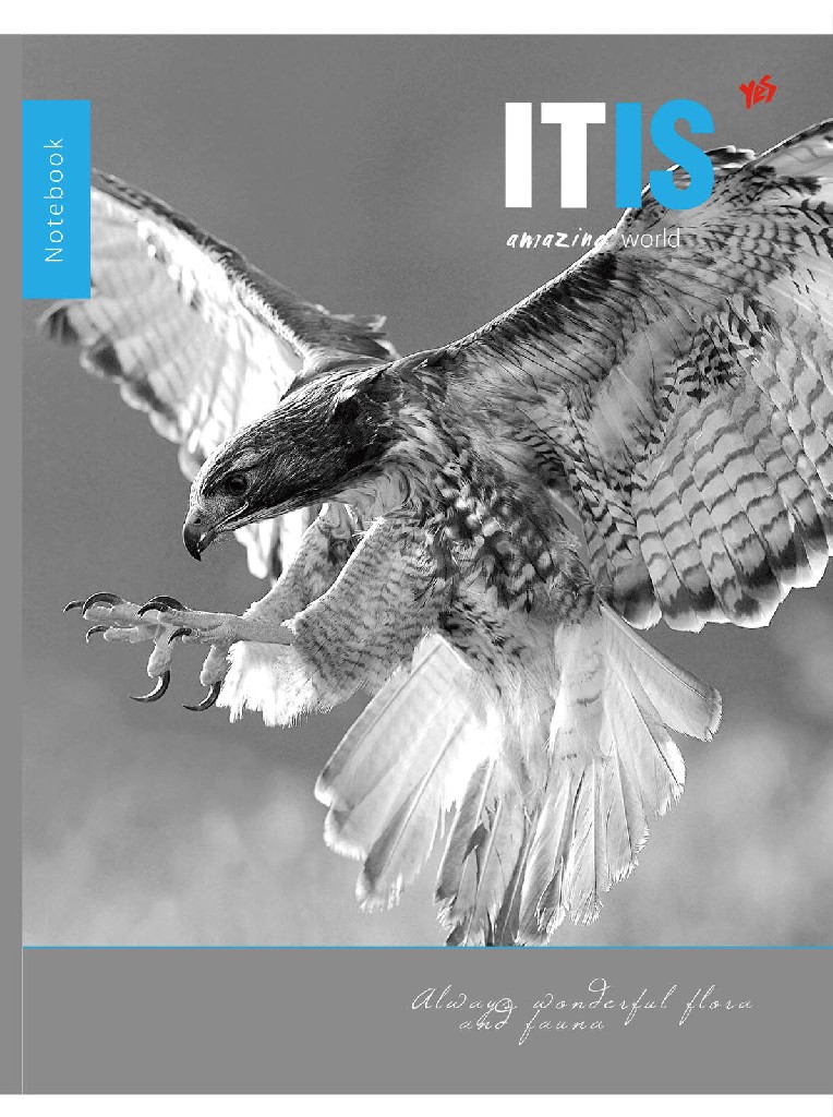 Зошит А4 80 кл. скоба YES Amazing Bird, 891363