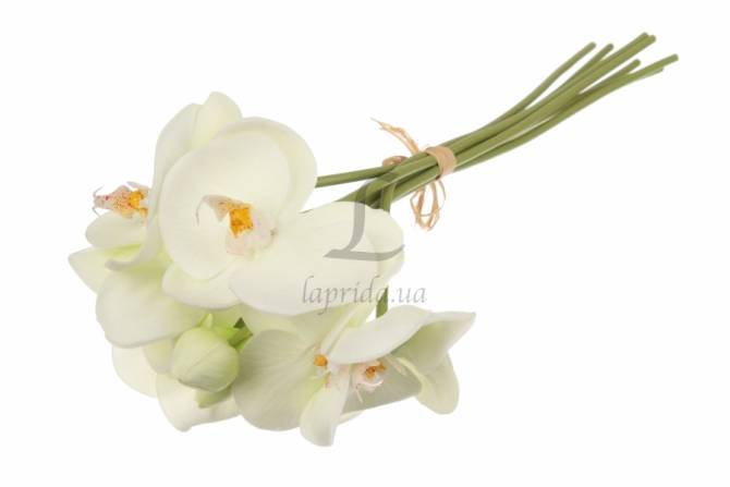 Орхідея декоративна, молочна, 51-14450