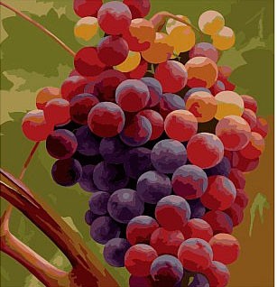 Картина по номерам 40*50 см "Ветвь винограда", 953858